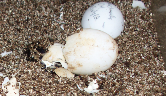 P.a. brygooi like to burrow. They hatch, they burrow. P. a. arachnoides hang around on top of the substrate.