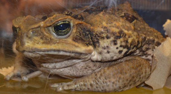 Marine toad. He's as big as he looks, about six or seven inches across. Invasive in Australia, but look at that face!